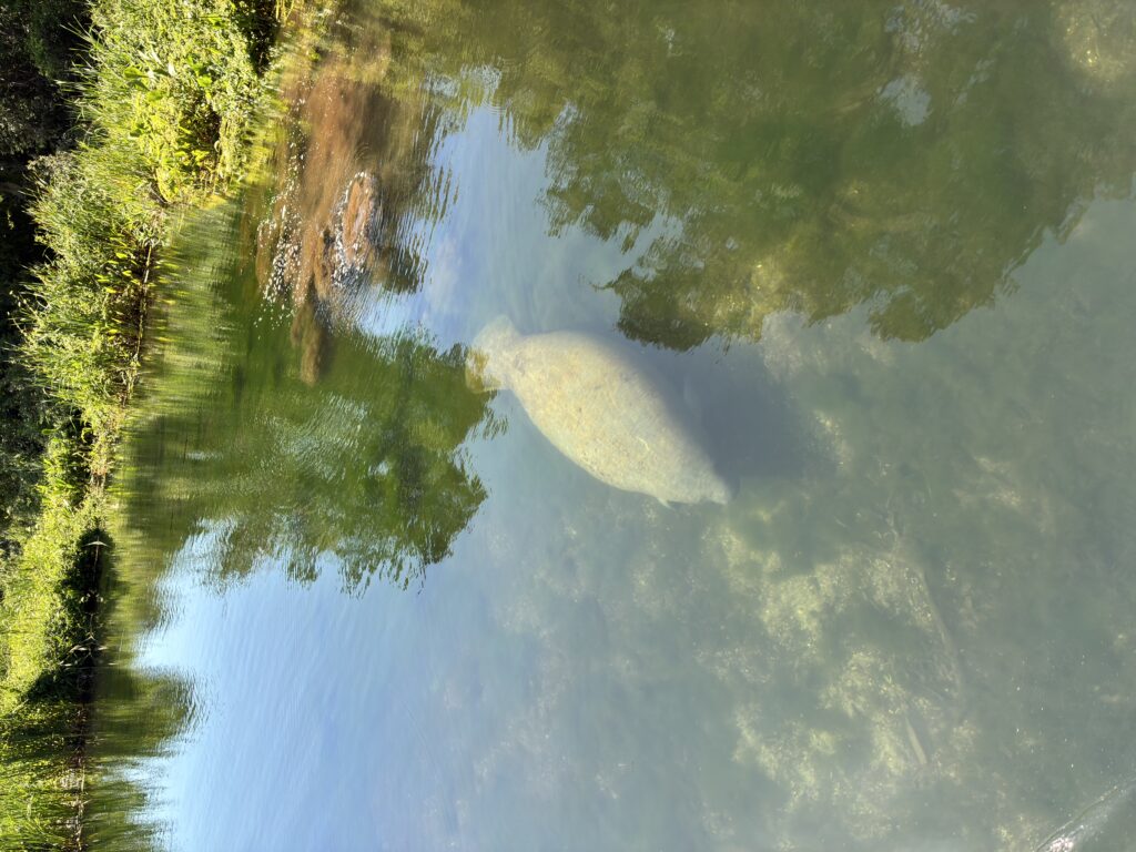 Picture from above of a manatee swimming in a spring.